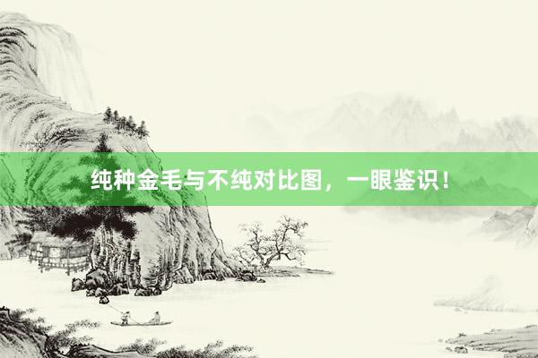纯种金毛与不纯对比图,一眼鉴识!